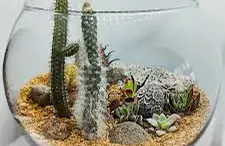 Terrarium Desertico
