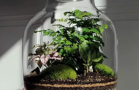 Terrarium Minimalista